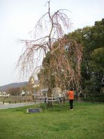 =Japanerin beim Blumen beobachten