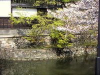 =Reiher und Kirschbl&uuml;te